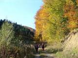 5. Papuk